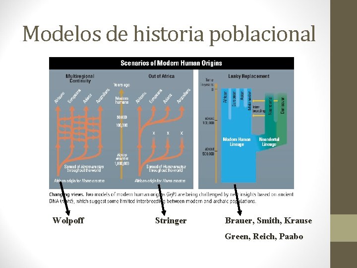 Modelos de historia poblacional Wolpoff Stringer Brauer, Smith, Krause Green, Reich, Paabo Modelos de historia poblacional Wolpoff Stringer Brauer, Smith, Krause Green, Reich, Paabo