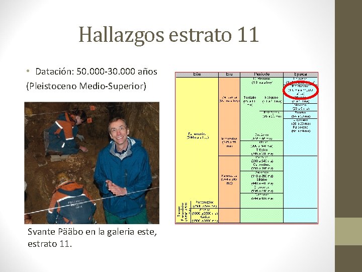 Hallazgos estrato 11 • Datación: 50. 000 -30. 000 años (Pleistoceno Medio-Superior) Svante Pääbo Hallazgos estrato 11 • Datación: 50. 000 -30. 000 años (Pleistoceno Medio-Superior) Svante Pääbo