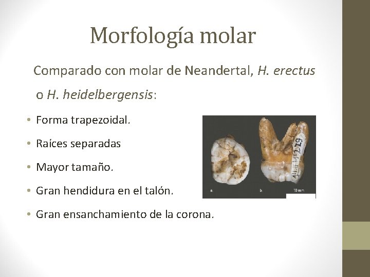 Morfología molar Comparado con molar de Neandertal, H. erectus o H. heidelbergensis: • Forma Morfología molar Comparado con molar de Neandertal, H. erectus o H. heidelbergensis: • Forma