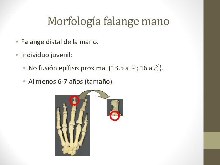 Morfología falange mano • Falange distal de la mano. • Individuo juvenil: • No Morfología falange mano • Falange distal de la mano. • Individuo juvenil: • No