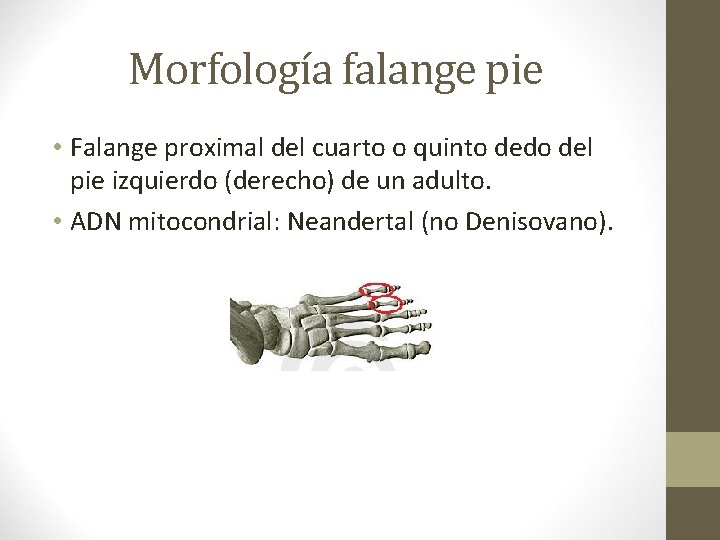 Morfología falange pie • Falange proximal del cuarto o quinto dedo del pie izquierdo Morfología falange pie • Falange proximal del cuarto o quinto dedo del pie izquierdo