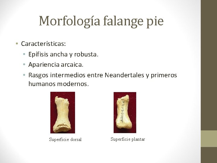 Morfología falange pie • Características: • Epífisis ancha y robusta. • Apariencia arcaica. • Morfología falange pie • Características: • Epífisis ancha y robusta. • Apariencia arcaica. •