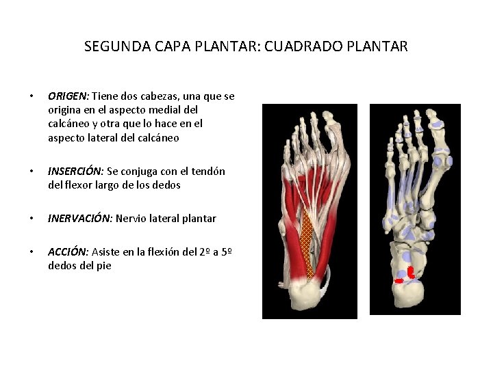 SEGUNDA CAPA PLANTAR: CUADRADO PLANTAR • ORIGEN: Tiene dos cabezas, una que se origina SEGUNDA CAPA PLANTAR: CUADRADO PLANTAR • ORIGEN: Tiene dos cabezas, una que se origina