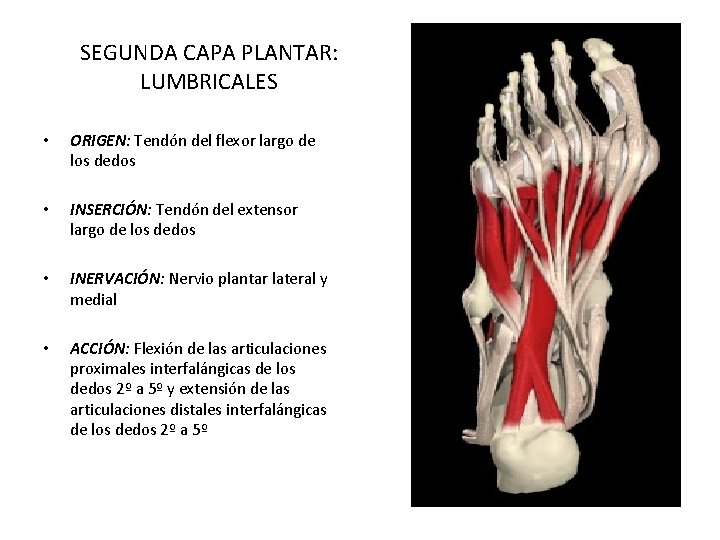 SEGUNDA CAPA PLANTAR: LUMBRICALES • ORIGEN: Tendón del flexor largo de los dedos • SEGUNDA CAPA PLANTAR: LUMBRICALES • ORIGEN: Tendón del flexor largo de los dedos •