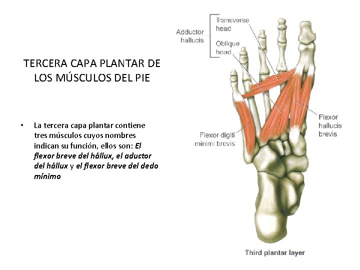 TERCERA CAPA PLANTAR DE LOS MÚSCULOS DEL PIE • La tercera capa plantar contiene TERCERA CAPA PLANTAR DE LOS MÚSCULOS DEL PIE • La tercera capa plantar contiene