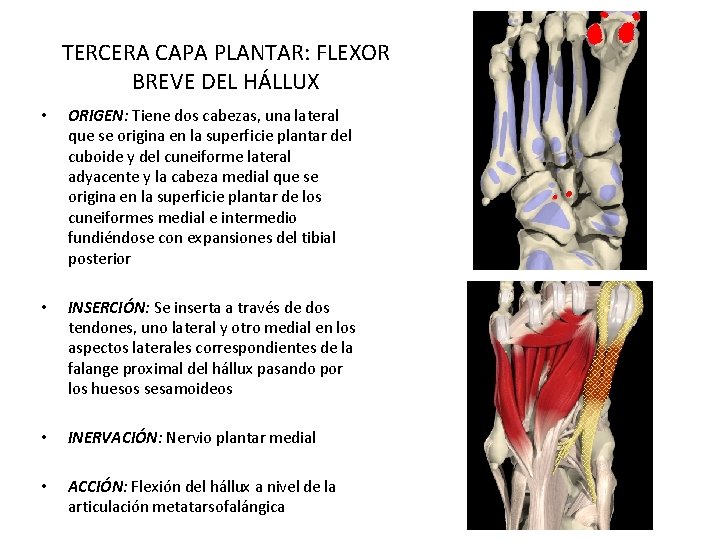 TERCERA CAPA PLANTAR: FLEXOR BREVE DEL HÁLLUX • ORIGEN: Tiene dos cabezas, una lateral TERCERA CAPA PLANTAR: FLEXOR BREVE DEL HÁLLUX • ORIGEN: Tiene dos cabezas, una lateral
