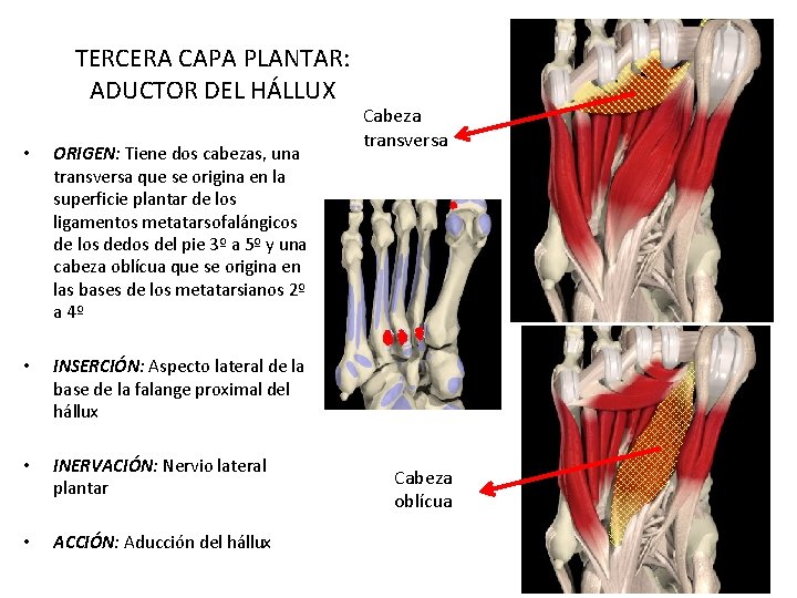 TERCERA CAPA PLANTAR: ADUCTOR DEL HÁLLUX • ORIGEN: Tiene dos cabezas, una transversa que TERCERA CAPA PLANTAR: ADUCTOR DEL HÁLLUX • ORIGEN: Tiene dos cabezas, una transversa que