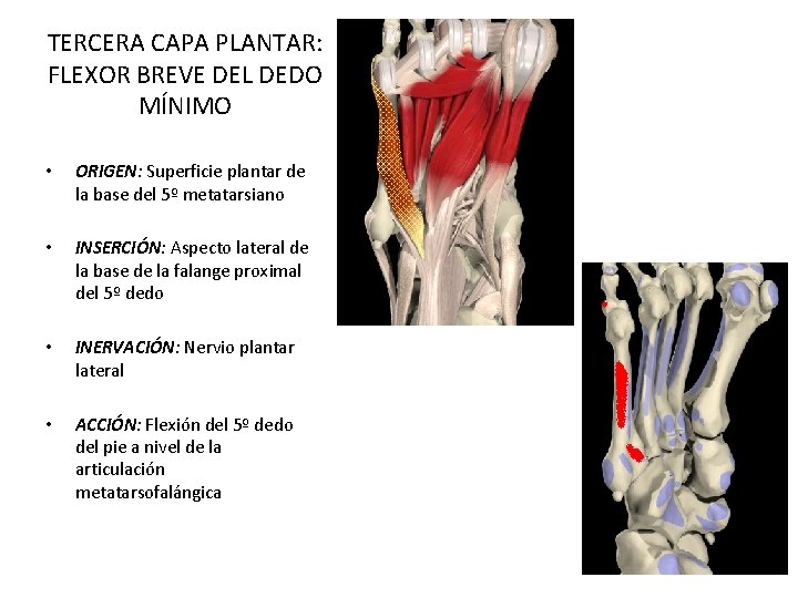TERCERA CAPA PLANTAR: FLEXOR BREVE DEL DEDO MÍNIMO • ORIGEN: Superficie plantar de la TERCERA CAPA PLANTAR: FLEXOR BREVE DEL DEDO MÍNIMO • ORIGEN: Superficie plantar de la