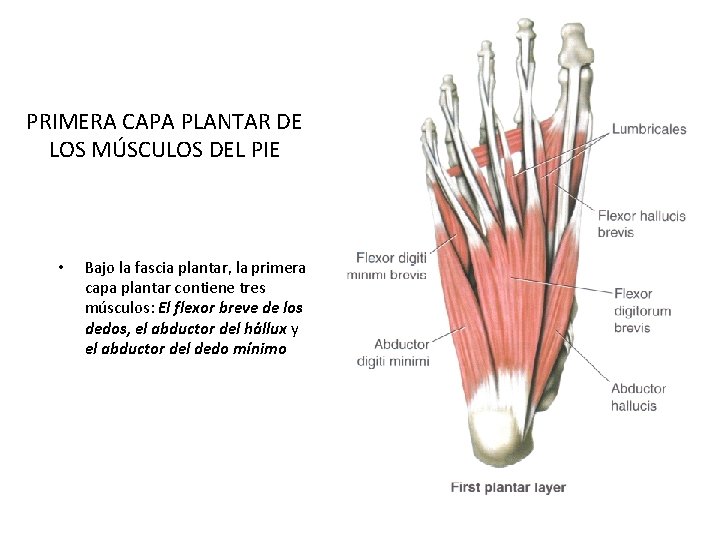 PRIMERA CAPA PLANTAR DE LOS MÚSCULOS DEL PIE • Bajo la fascia plantar, la PRIMERA CAPA PLANTAR DE LOS MÚSCULOS DEL PIE • Bajo la fascia plantar, la