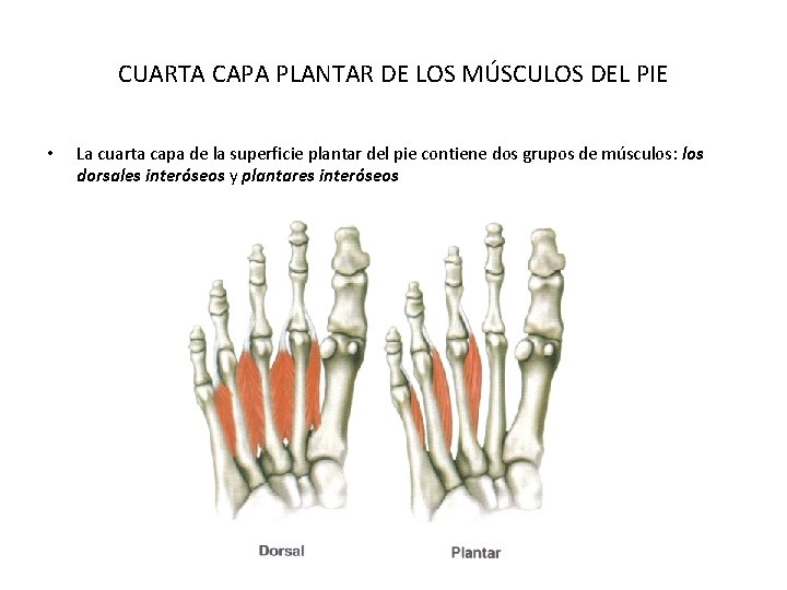 CUARTA CAPA PLANTAR DE LOS MÚSCULOS DEL PIE • La cuarta capa de la CUARTA CAPA PLANTAR DE LOS MÚSCULOS DEL PIE • La cuarta capa de la