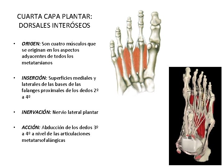 CUARTA CAPA PLANTAR: DORSALES INTERÓSEOS • ORIGEN: Son cuatro músculos que se originan en CUARTA CAPA PLANTAR: DORSALES INTERÓSEOS • ORIGEN: Son cuatro músculos que se originan en