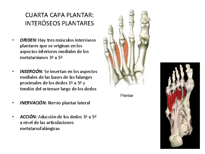 CUARTA CAPA PLANTAR: INTERÓSEOS PLANTARES • ORIGEN: Hay tres músculos interóseos plantares que se CUARTA CAPA PLANTAR: INTERÓSEOS PLANTARES • ORIGEN: Hay tres músculos interóseos plantares que se
