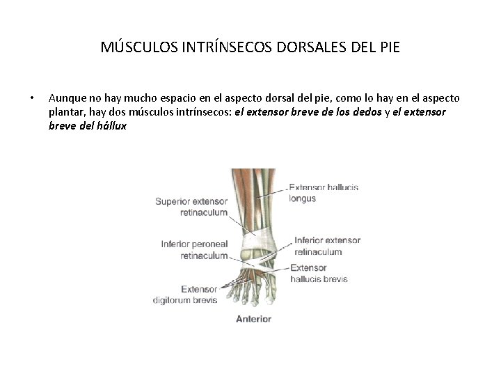 MÚSCULOS INTRÍNSECOS DORSALES DEL PIE • Aunque no hay mucho espacio en el aspecto MÚSCULOS INTRÍNSECOS DORSALES DEL PIE • Aunque no hay mucho espacio en el aspecto