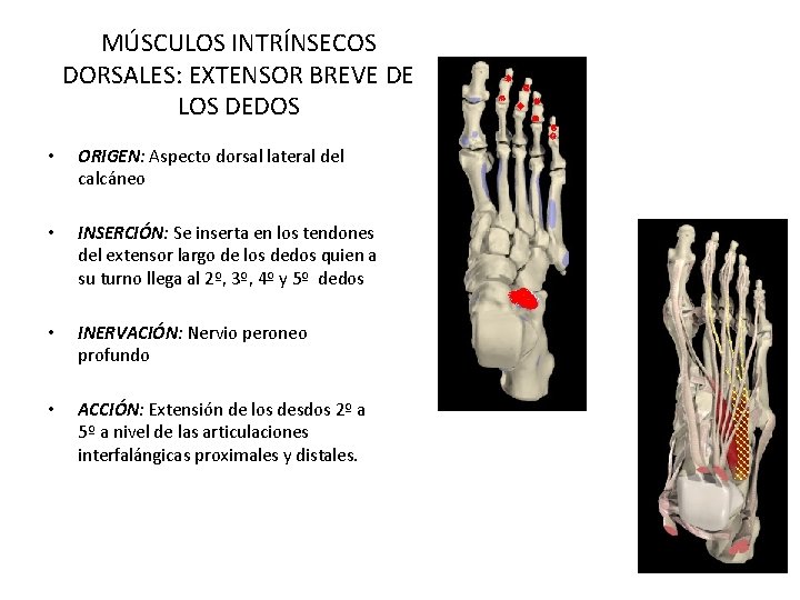 MÚSCULOS INTRÍNSECOS DORSALES: EXTENSOR BREVE DE LOS DEDOS • ORIGEN: Aspecto dorsal lateral del MÚSCULOS INTRÍNSECOS DORSALES: EXTENSOR BREVE DE LOS DEDOS • ORIGEN: Aspecto dorsal lateral del