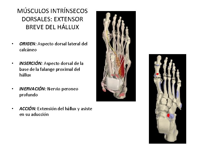 MÚSCULOS INTRÍNSECOS DORSALES: EXTENSOR BREVE DEL HÁLLUX • ORIGEN: Aspecto dorsal lateral del calcáneo MÚSCULOS INTRÍNSECOS DORSALES: EXTENSOR BREVE DEL HÁLLUX • ORIGEN: Aspecto dorsal lateral del calcáneo