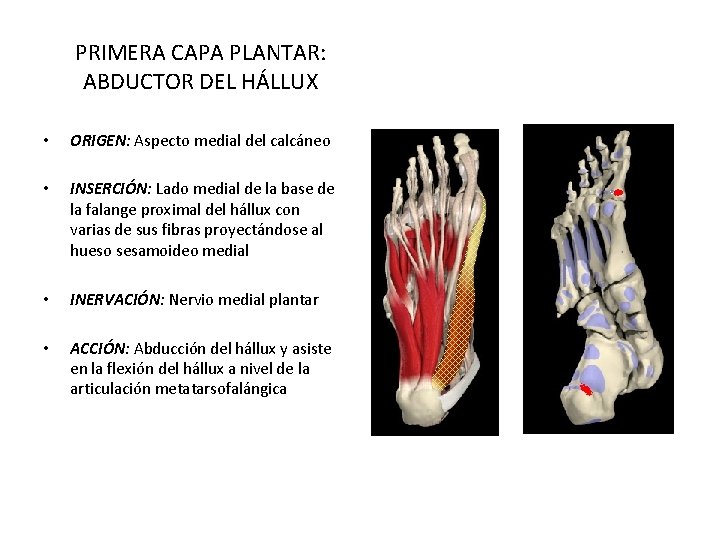 PRIMERA CAPA PLANTAR: ABDUCTOR DEL HÁLLUX • ORIGEN: Aspecto medial del calcáneo • INSERCIÓN: PRIMERA CAPA PLANTAR: ABDUCTOR DEL HÁLLUX • ORIGEN: Aspecto medial del calcáneo • INSERCIÓN: