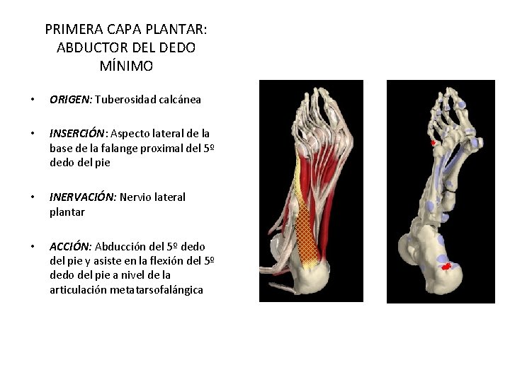 PRIMERA CAPA PLANTAR: ABDUCTOR DEL DEDO MÍNIMO • ORIGEN: Tuberosidad calcánea • INSERCIÓN: Aspecto PRIMERA CAPA PLANTAR: ABDUCTOR DEL DEDO MÍNIMO • ORIGEN: Tuberosidad calcánea • INSERCIÓN: Aspecto