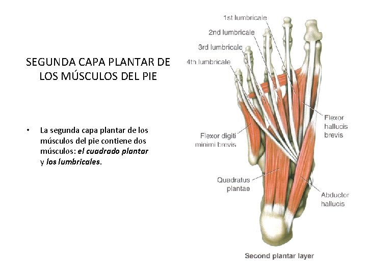 SEGUNDA CAPA PLANTAR DE LOS MÚSCULOS DEL PIE • La segunda capa plantar de SEGUNDA CAPA PLANTAR DE LOS MÚSCULOS DEL PIE • La segunda capa plantar de