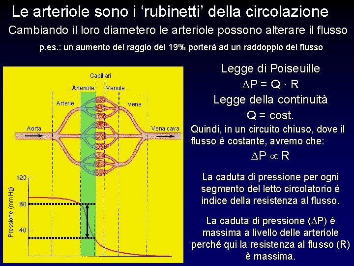 Le arteriole sono i ‘rubinetti’ della circolazione Cambiando il loro diametero le arteriole possono Le arteriole sono i ‘rubinetti’ della circolazione Cambiando il loro diametero le arteriole possono