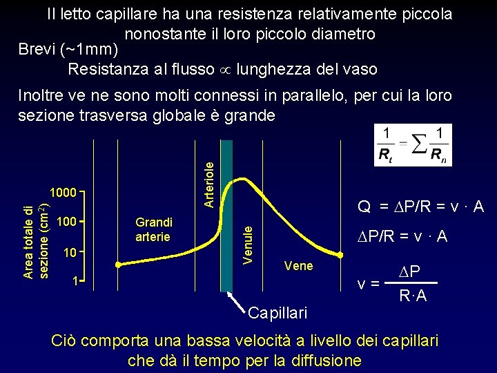 Il letto capillare ha una resistenza relativamente piccola nonostante il loro piccolo diametro Brevi Il letto capillare ha una resistenza relativamente piccola nonostante il loro piccolo diametro Brevi