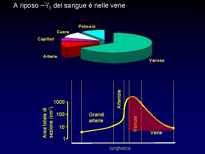 A riposo ~2/3 del sangue è nelle vene Polmoni Cuore Capillari Arterie Arteriole Venoso A riposo ~2/3 del sangue è nelle vene Polmoni Cuore Capillari Arterie Arteriole Venoso