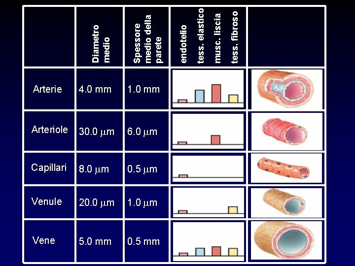 4. 0 mm 1. 0 mm Arteriole 30. 0 mm 6. 0 mm Capillari 4. 0 mm 1. 0 mm Arteriole 30. 0 mm 6. 0 mm Capillari