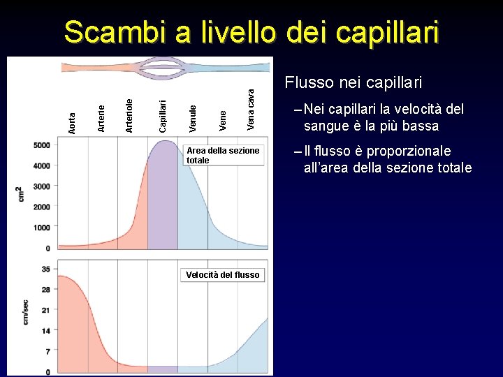 Vena cava Vene Venule Capillari Arteriole Arterie Aorta Scambi a livello dei capillari Area Vena cava Vene Venule Capillari Arteriole Arterie Aorta Scambi a livello dei capillari Area