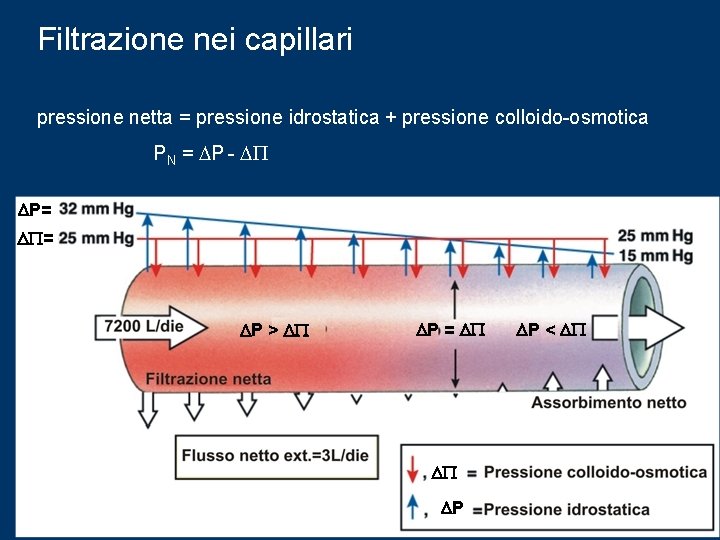 Filtrazione nei capillari pressione netta = pressione idrostatica + pressione colloido-osmotica PN = DP Filtrazione nei capillari pressione netta = pressione idrostatica + pressione colloido-osmotica PN = DP