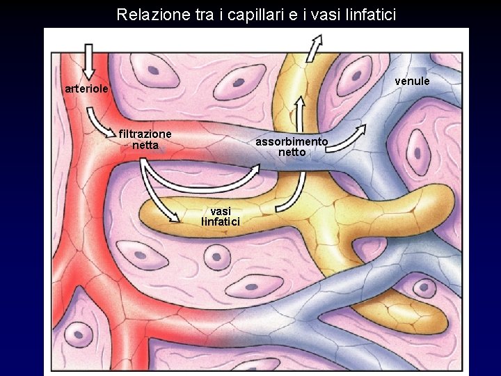 Relazione tra i capillari e i vasi linfatici venule arteriole filtrazione netta assorbimento netto Relazione tra i capillari e i vasi linfatici venule arteriole filtrazione netta assorbimento netto