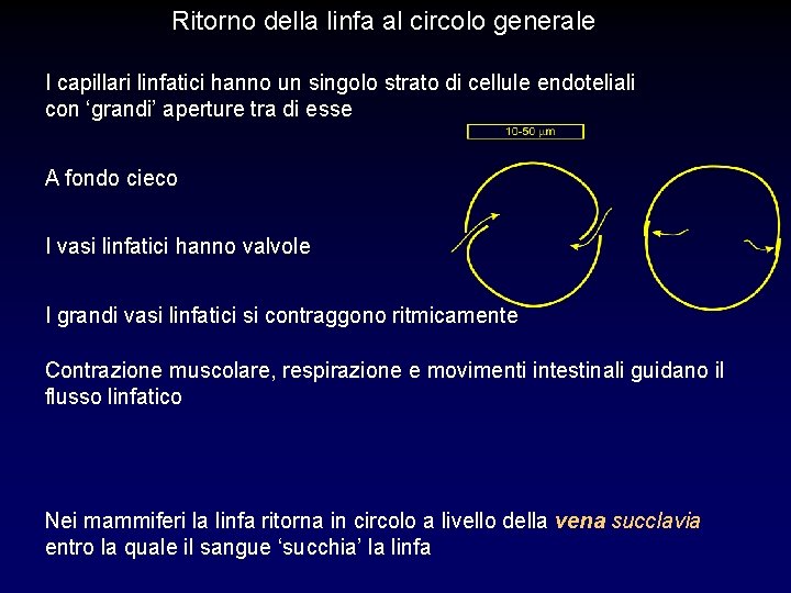 Ritorno della linfa al circolo generale I capillari linfatici hanno un singolo strato di Ritorno della linfa al circolo generale I capillari linfatici hanno un singolo strato di