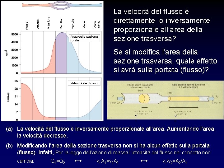Vena cava Vene Venule Capillari Arteriole Arterie Aorta Area della sezione totale La velocità Vena cava Vene Venule Capillari Arteriole Arterie Aorta Area della sezione totale La velocità
