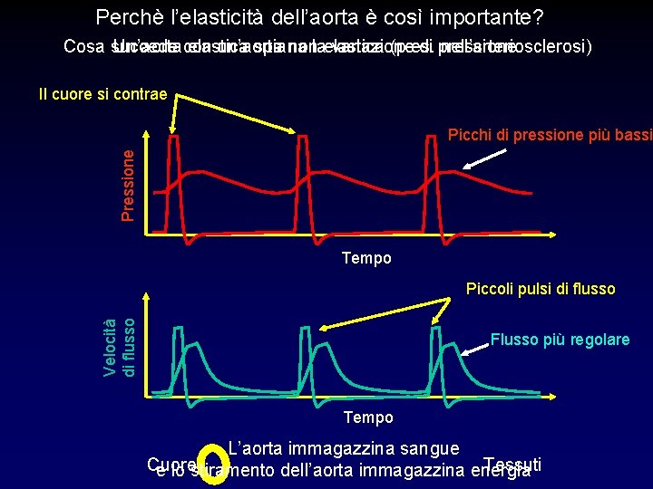 Perchè l’elasticità dell’aorta è così importante? Cosa succede Un’aorta con elastica un’aorta spiana nonlaelastica Perchè l’elasticità dell’aorta è così importante? Cosa succede Un’aorta con elastica un’aorta spiana nonlaelastica