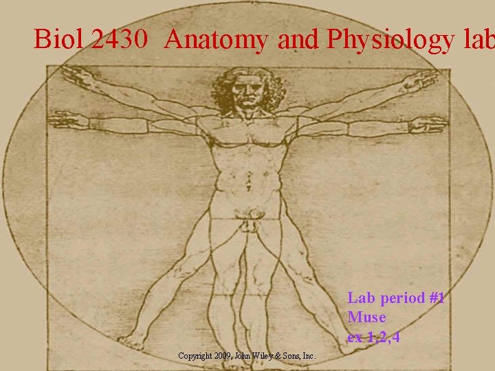 Biol 2430 Anatomy and Physiology lab Lab period #1 Muse ex 1, 2, 4