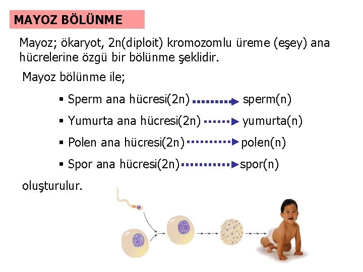 MAYOZ BÖLÜNME Mayoz; ökaryot, 2 n(diploit) kromozomlu üreme (eşey) ana hücrelerine özgü bir bölünme