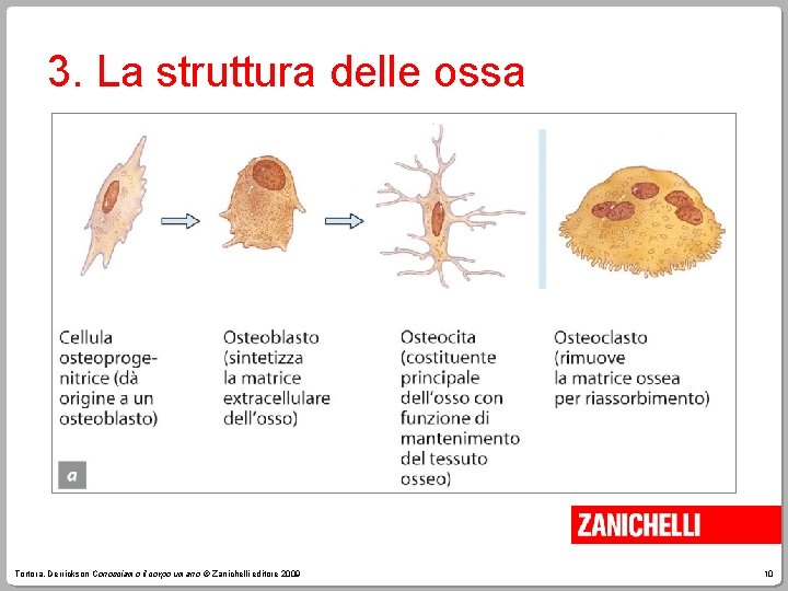3. La struttura delle ossa Tortora, Derrickson Conosciamo il corpo umano © Zanichelli editore
