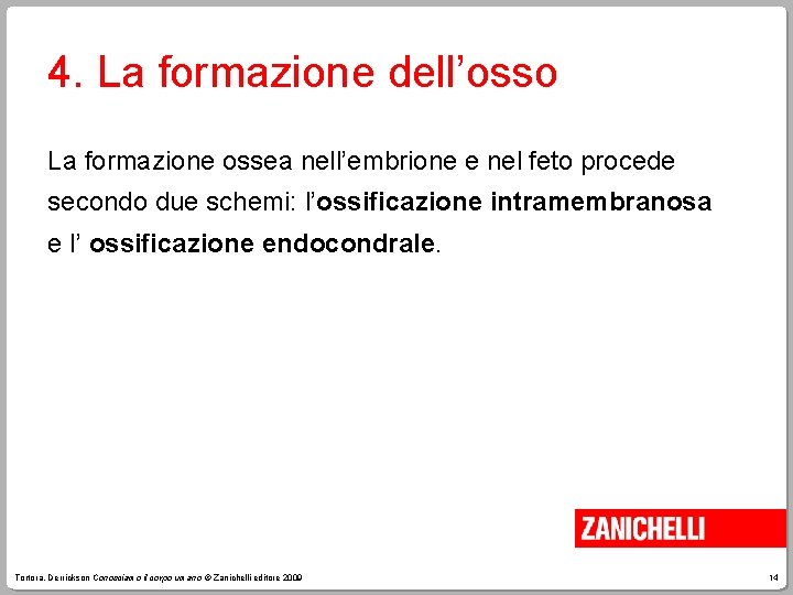 4. La formazione dell’osso La formazione ossea nell’embrione e nel feto procede secondo due