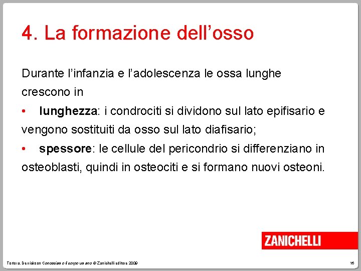 4. La formazione dell’osso Durante l’infanzia e l’adolescenza le ossa lunghe crescono in •
