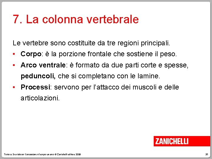 7. La colonna vertebrale Le vertebre sono costituite da tre regioni principali. • Corpo: