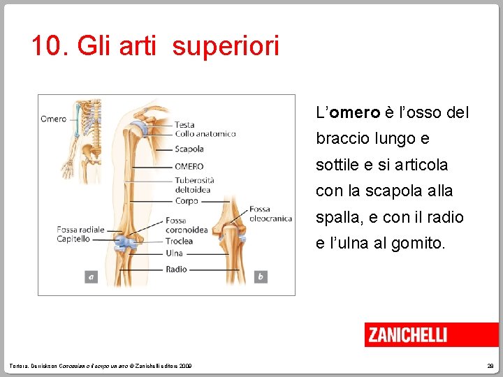 10. Gli arti superiori L’omero è l’osso del braccio lungo e sottile e si