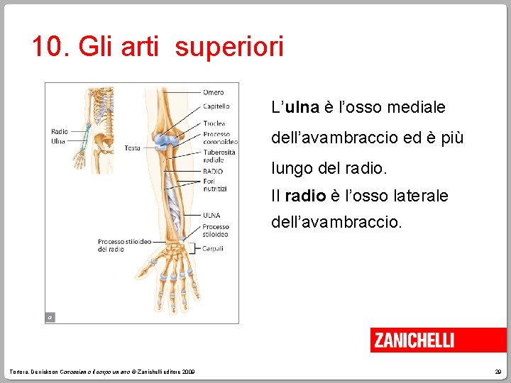 10. Gli arti superiori L’ulna è l’osso mediale dell’avambraccio ed è più lungo del