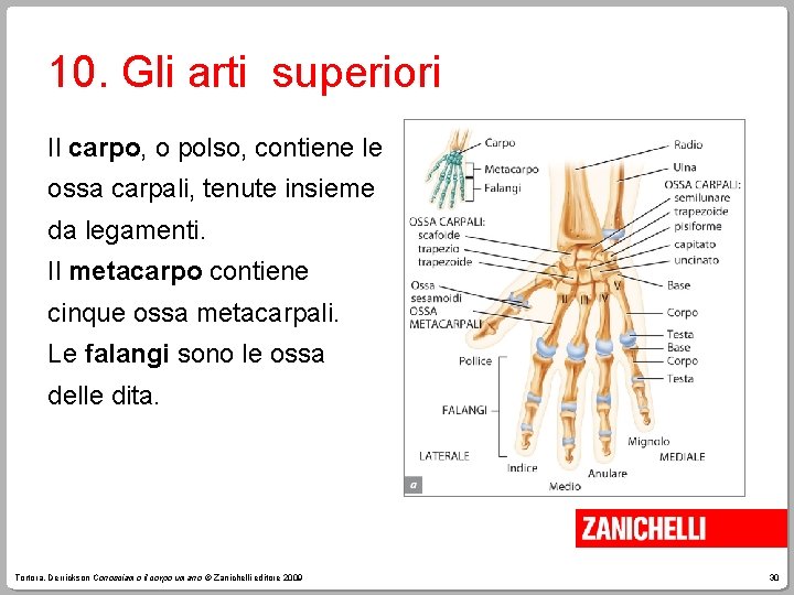 10. Gli arti superiori Il carpo, o polso, contiene le ossa carpali, tenute insieme