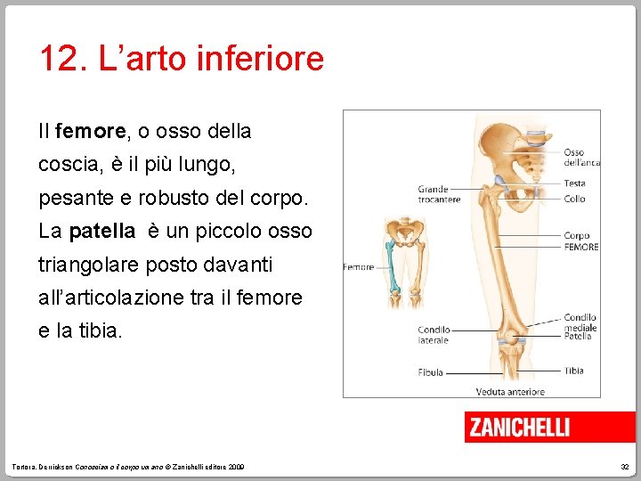 12. L’arto inferiore Il femore, o osso della coscia, è il più lungo, pesante
