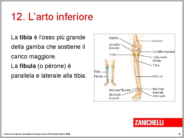 12. L’arto inferiore La tibia è l’osso più grande della gamba che sostiene il