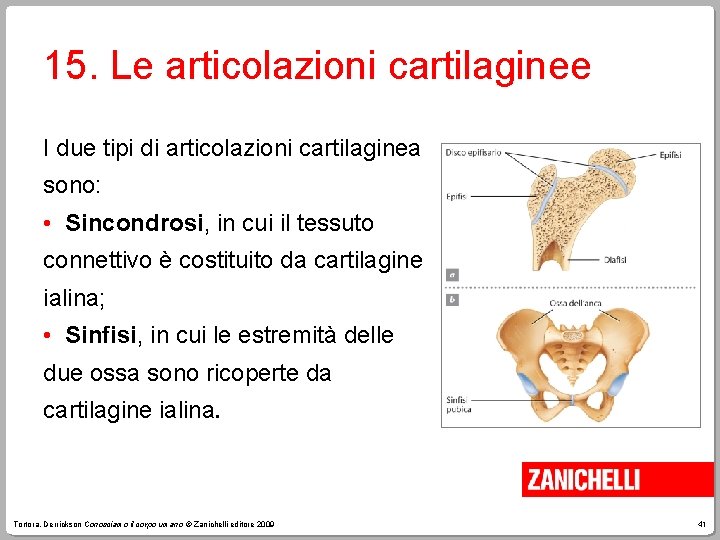 15. Le articolazioni cartilaginee I due tipi di articolazioni cartilaginea sono: • Sincondrosi, in