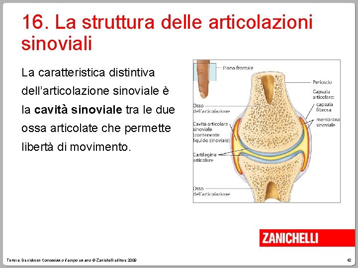 16. La struttura delle articolazioni sinoviali La caratteristica distintiva dell’articolazione sinoviale è la cavità