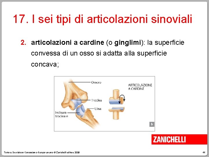 17. I sei tipi di articolazioni sinoviali 2. articolazioni a cardine (o ginglimi): la