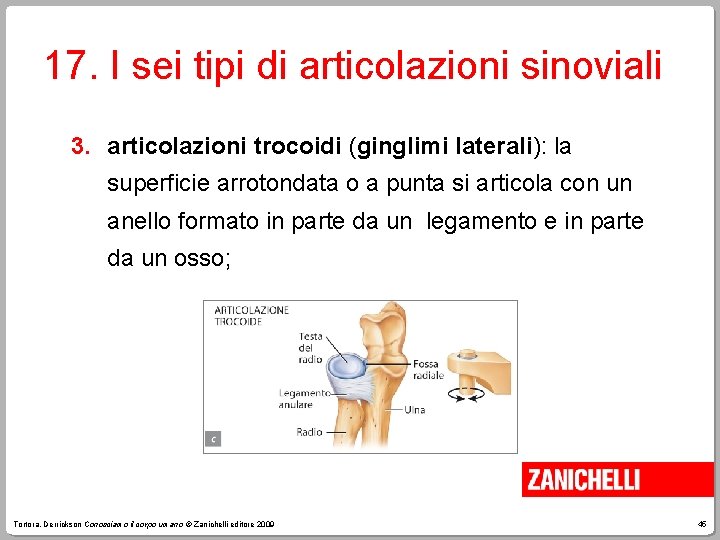 17. I sei tipi di articolazioni sinoviali 3. articolazioni trocoidi (ginglimi laterali): la superficie
