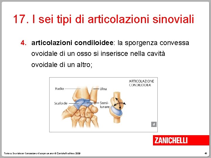 17. I sei tipi di articolazioni sinoviali 4. articolazioni condiloidee: la sporgenza convessa ovoidale