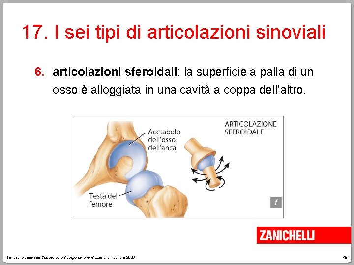 17. I sei tipi di articolazioni sinoviali 6. articolazioni sferoidali: la superficie a palla