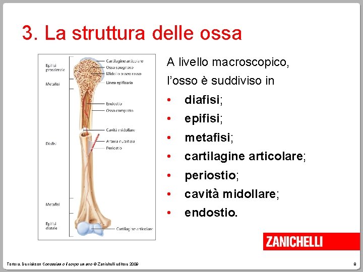 3. La struttura delle ossa A livello macroscopico, l’osso è suddiviso in Tortora, Derrickson